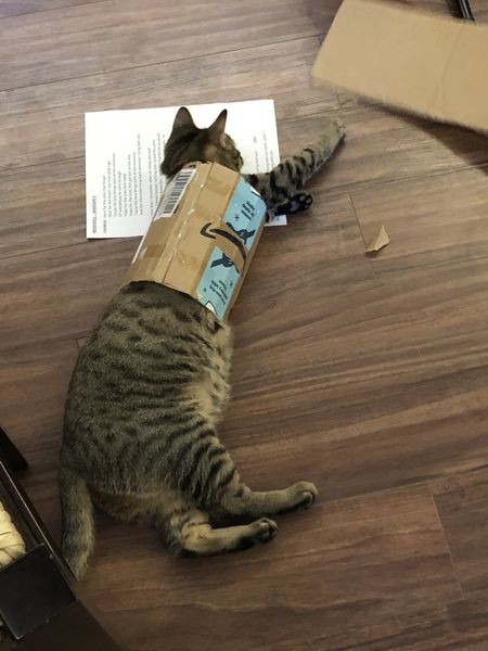 File:Catintube.jpg